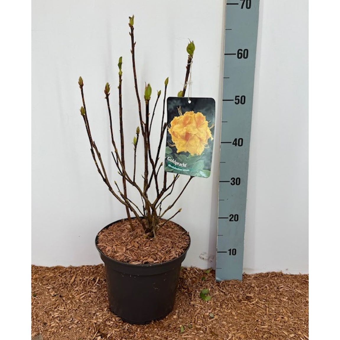 Rhododendron – Rhododendron (AK); 'Goldpracht' - C5 30-40 CM
